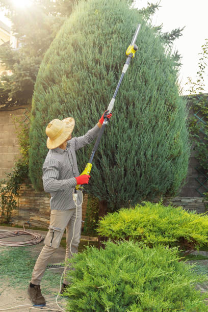 Best Palm Tree Trimming  in Brewster, OH